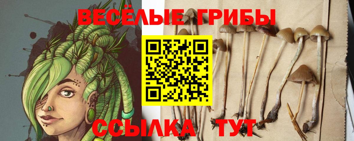 Псилоцибиновые грибы прущие грибы Печора